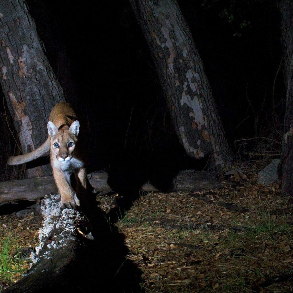 Climate Sentinels Image of Big Cat on Log at Night