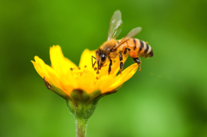 Bee pictured as a climate sentinel