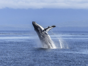 Blue whale breeching