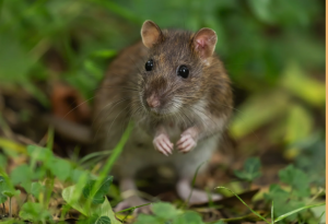 A rat is pictured as a climate sentinel