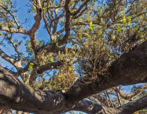 Oak tree pictured as a climate sentinel
